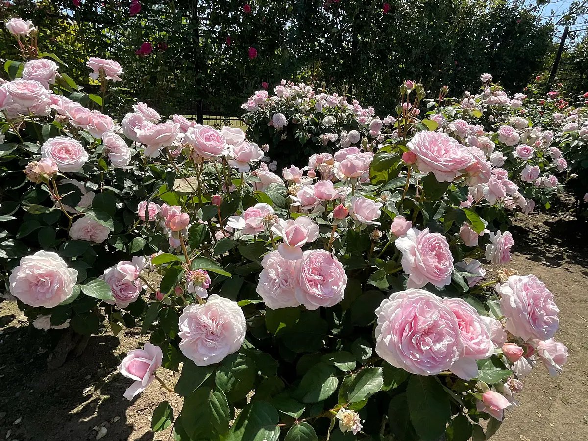 🌳 마쓰자카 농업공원 벨팜 (마쓰사카노교코엔베루화무)